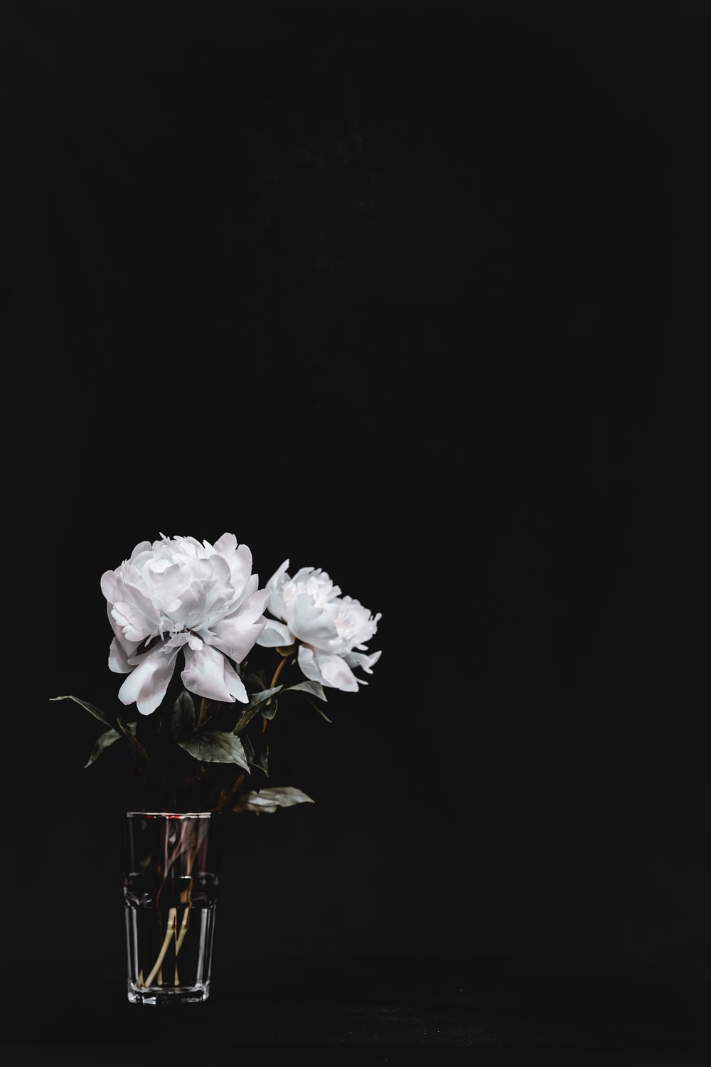 Detail Black Flower Background Nomer 14