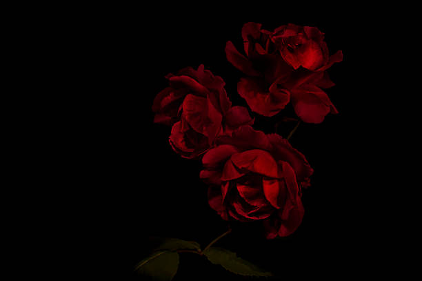 Detail Black Flower Background Nomer 15