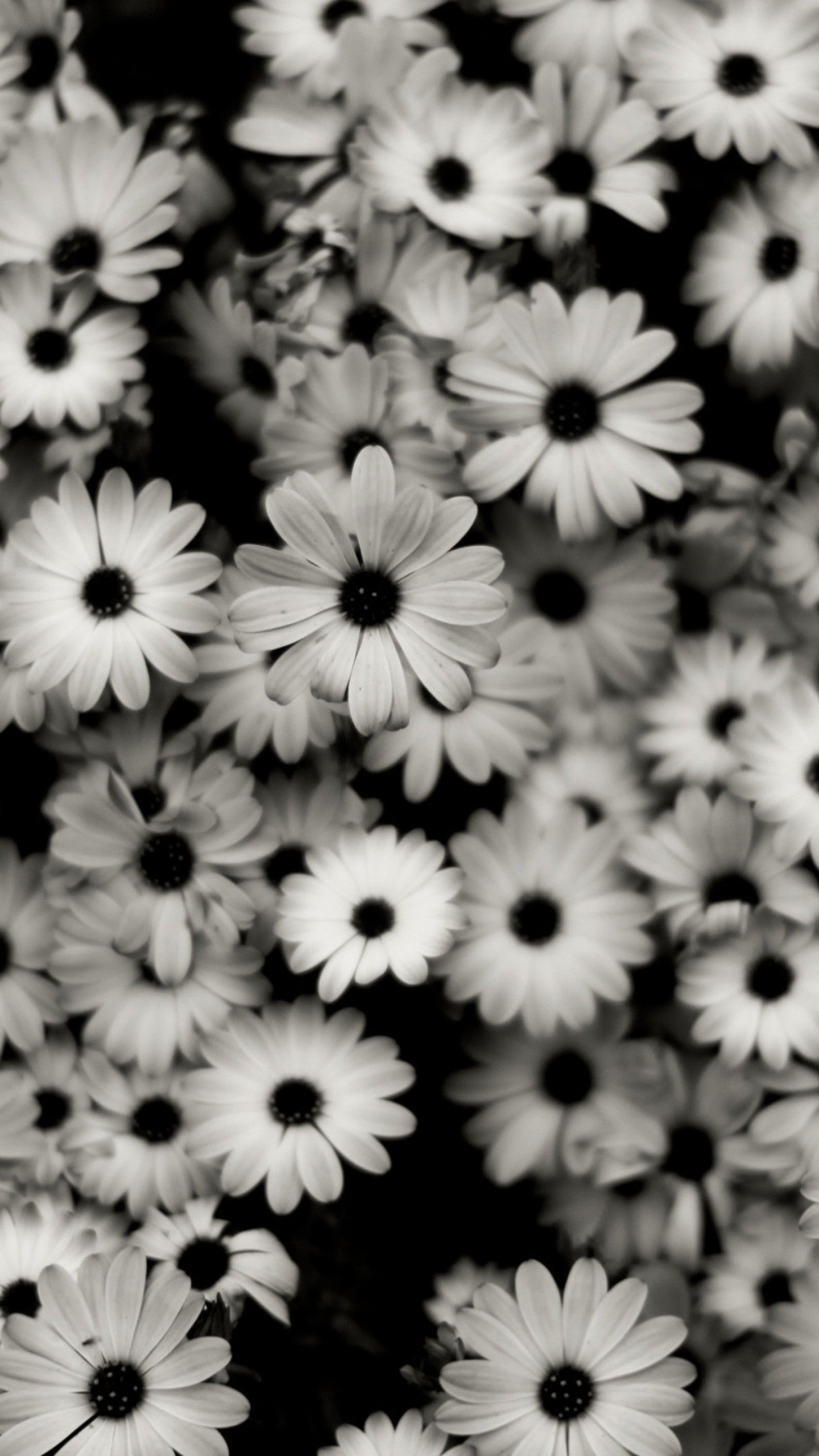 Detail Black Flower Background Nomer 16