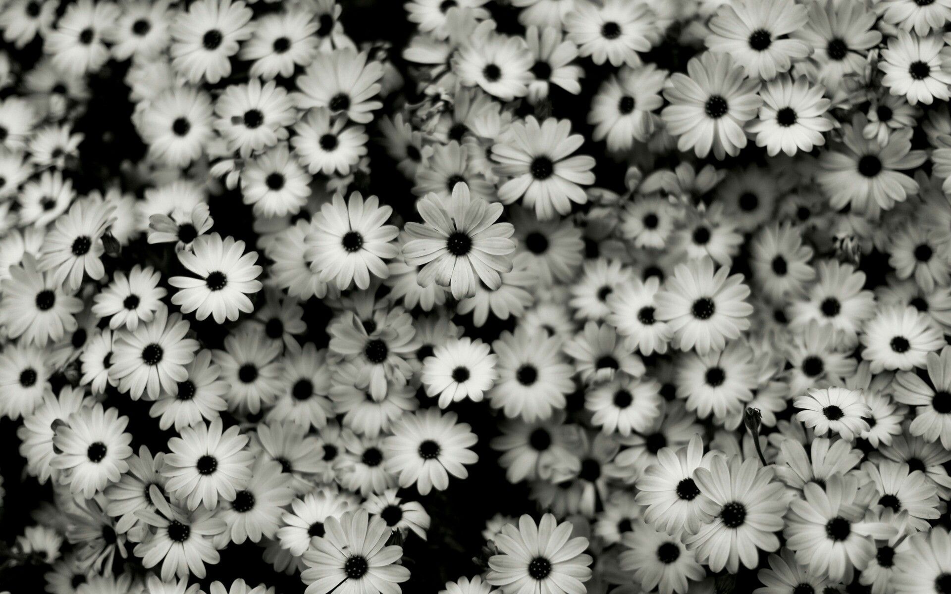 Detail Black Flower Background Nomer 17