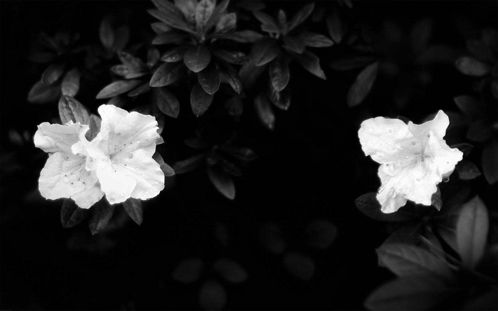 Detail Black Flower Background Nomer 20