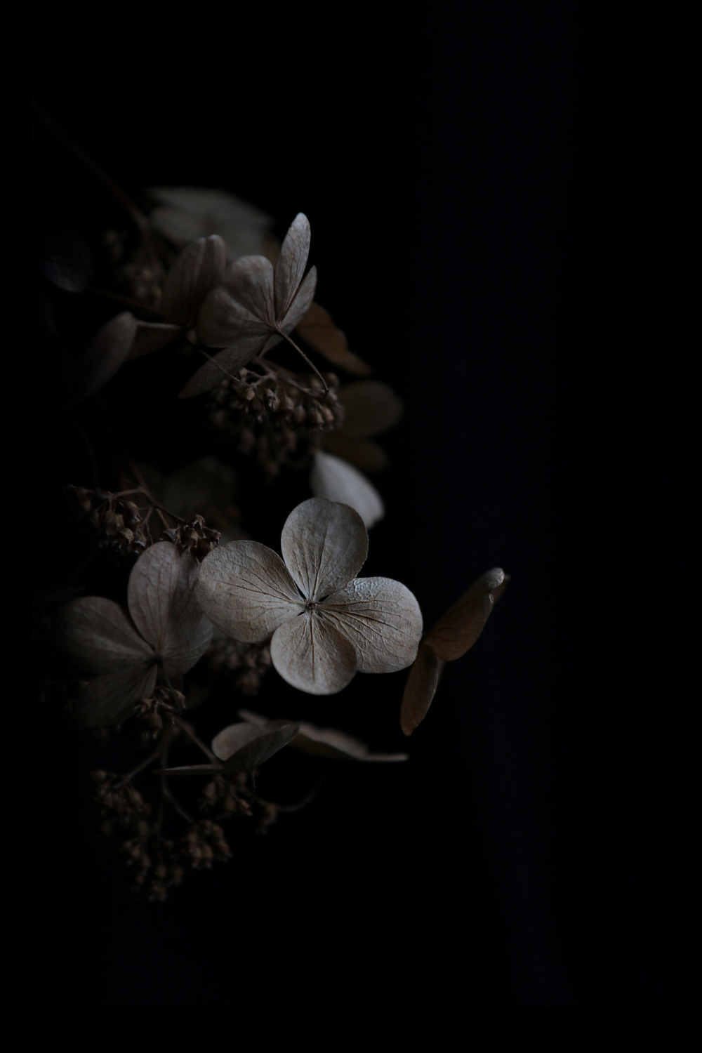 Detail Black Flower Background Nomer 22