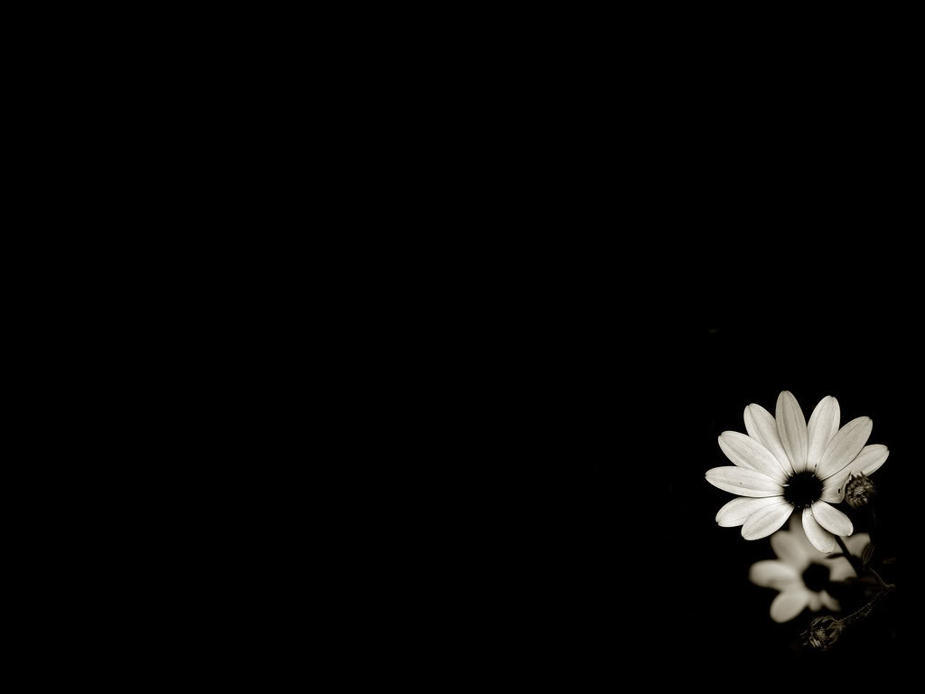 Detail Black Flower Background Nomer 23