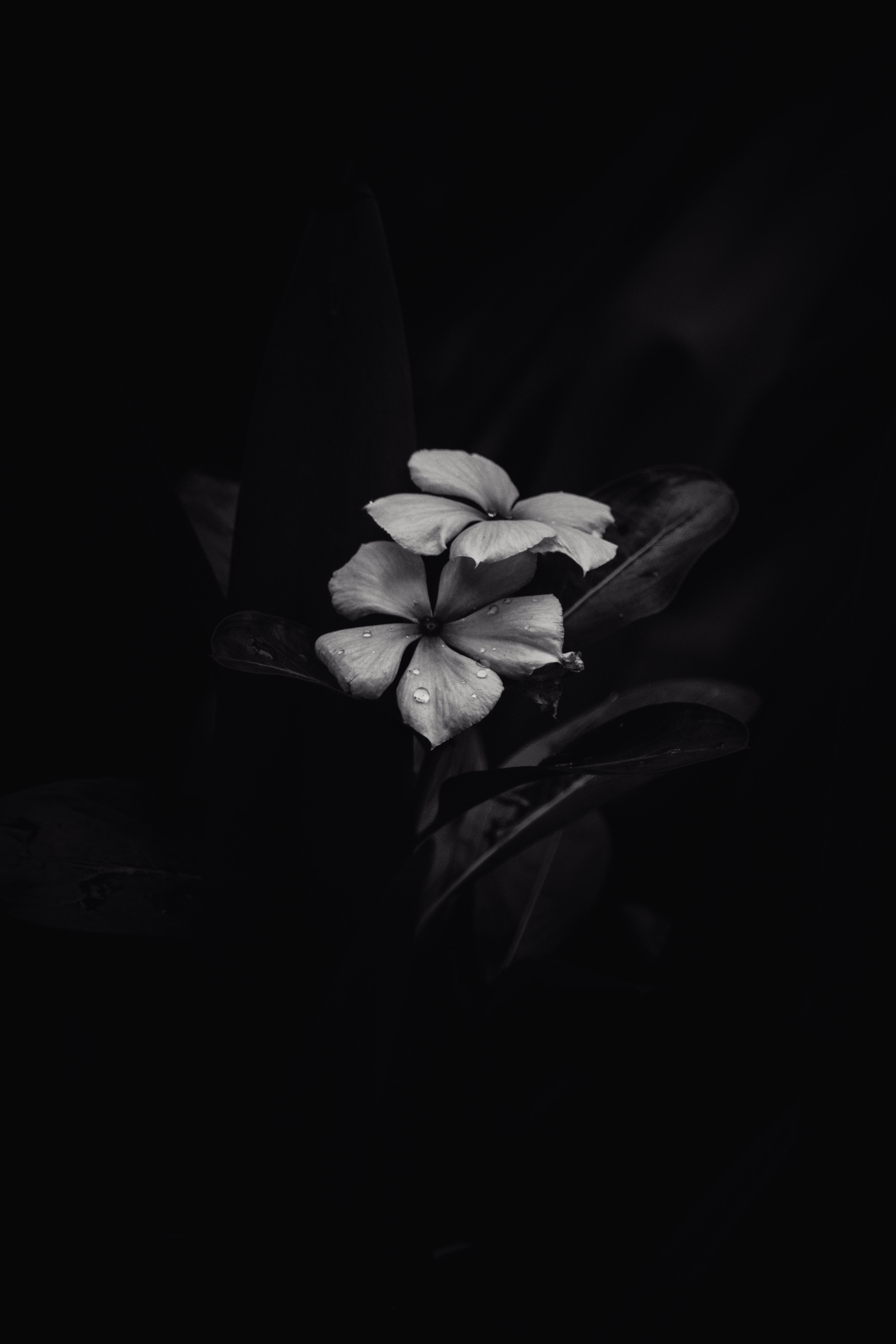 Detail Black Flower Background Nomer 25