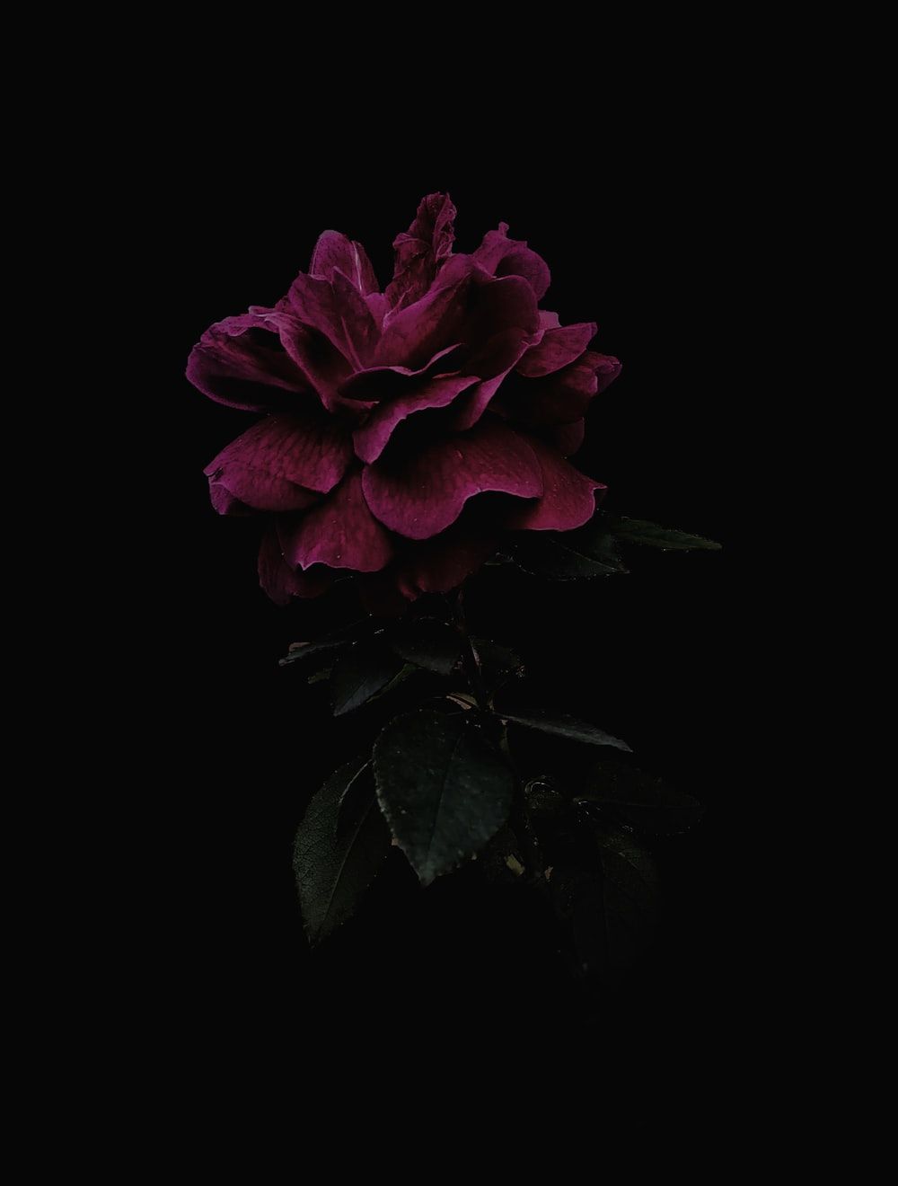 Detail Black Flower Background Nomer 27