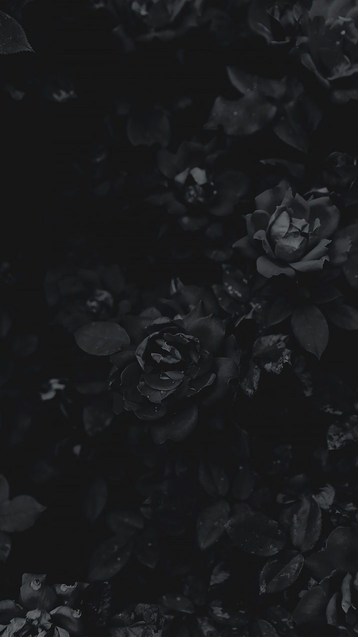 Detail Black Flower Background Nomer 30