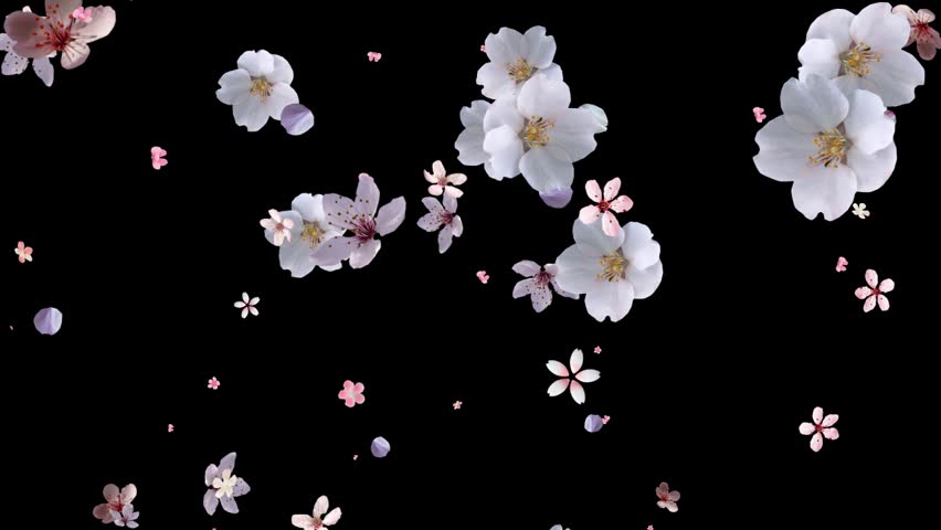 Detail Black Flower Background Nomer 31