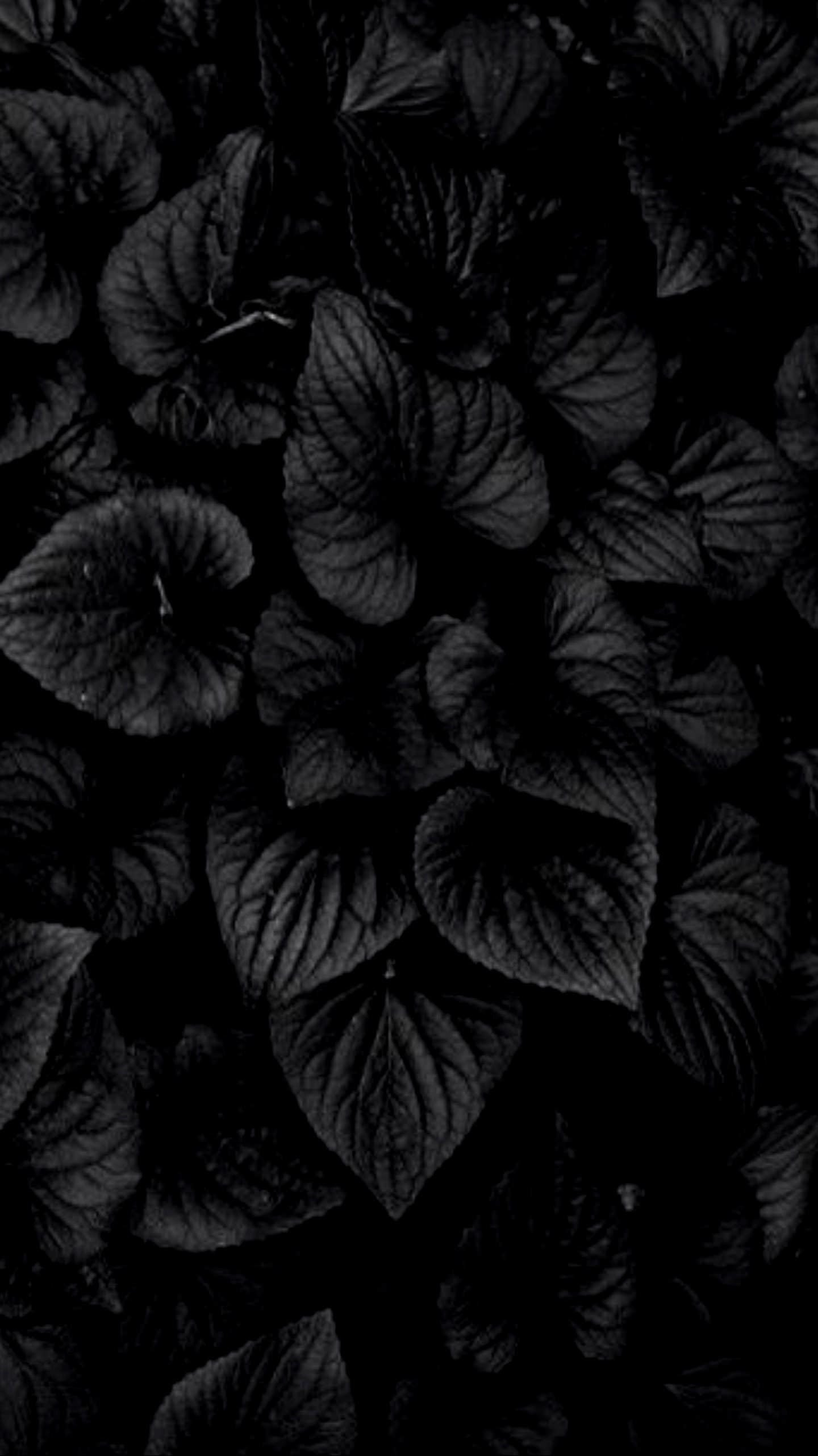 Detail Black Flower Background Nomer 35