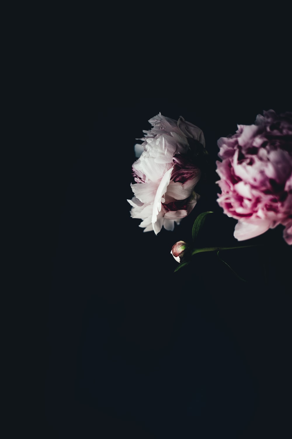 Detail Black Flower Background Nomer 37