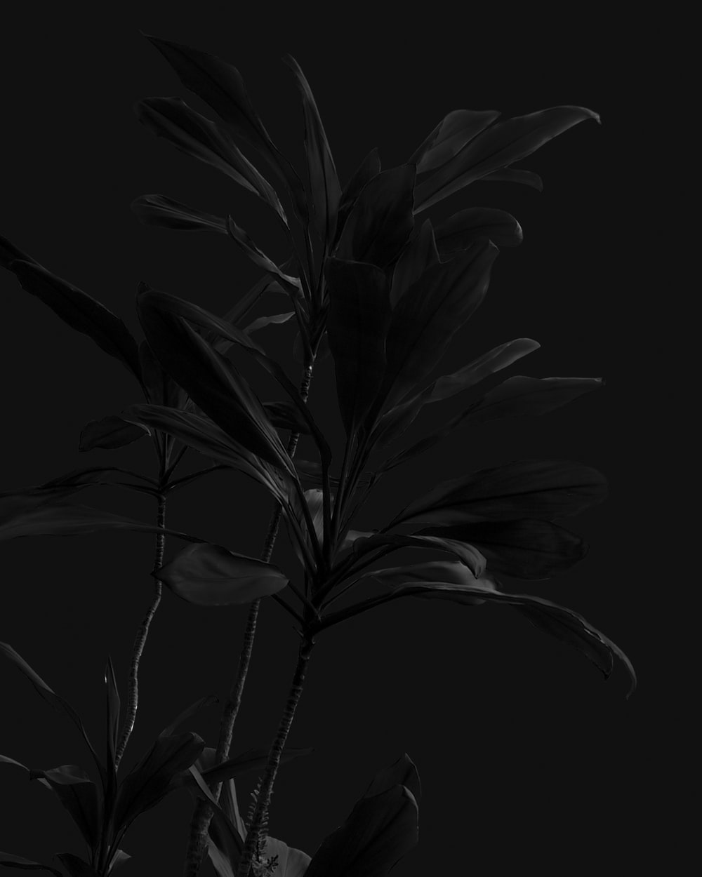 Detail Black Flower Background Nomer 5