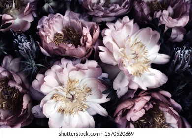 Detail Black Flower Background Nomer 44