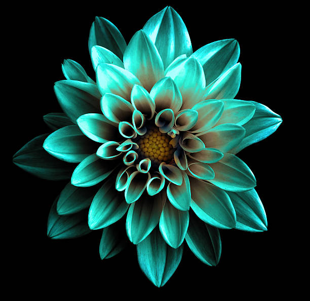 Detail Black Flower Background Nomer 51