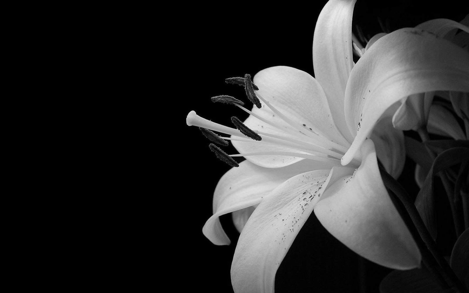 Detail Black Flower Background Nomer 53