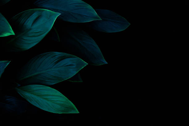 Detail Black Flower Background Nomer 54