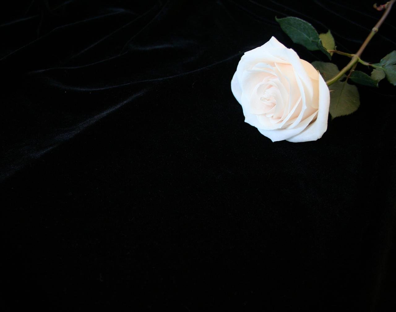 Detail Black Flower Background Nomer 55