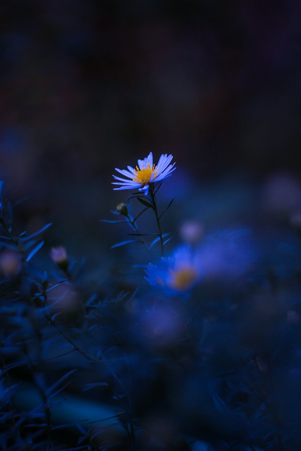 Detail Black Flower Background Nomer 9