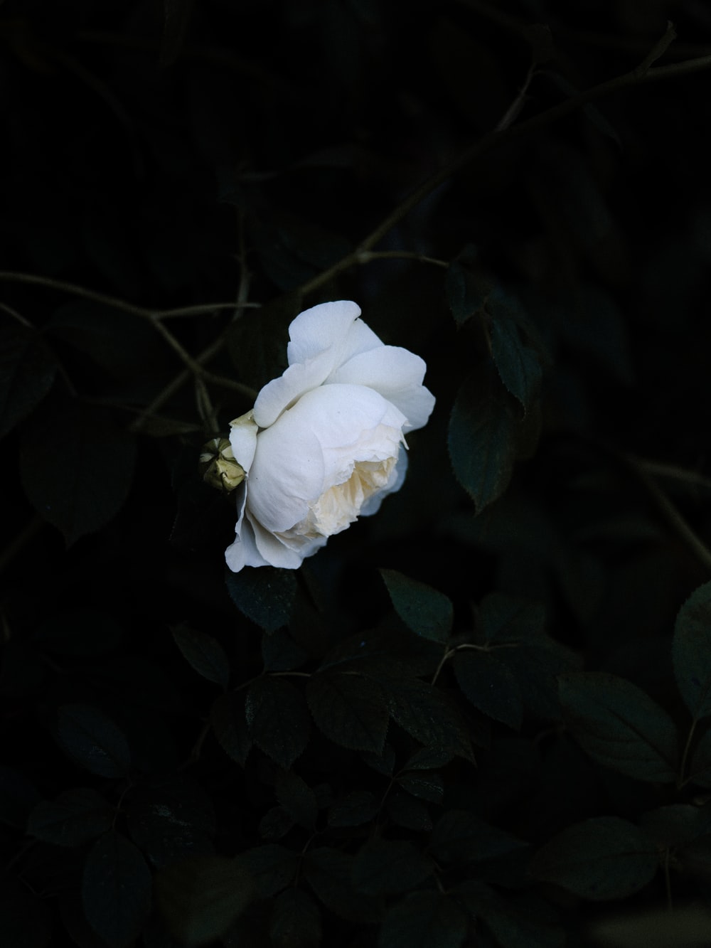 Detail Black Flower Background Nomer 10