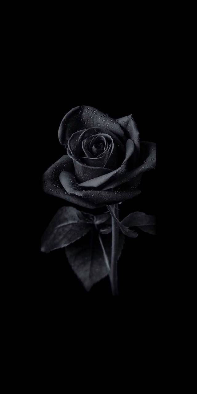 Black Flower Wallpaper - KibrisPDR