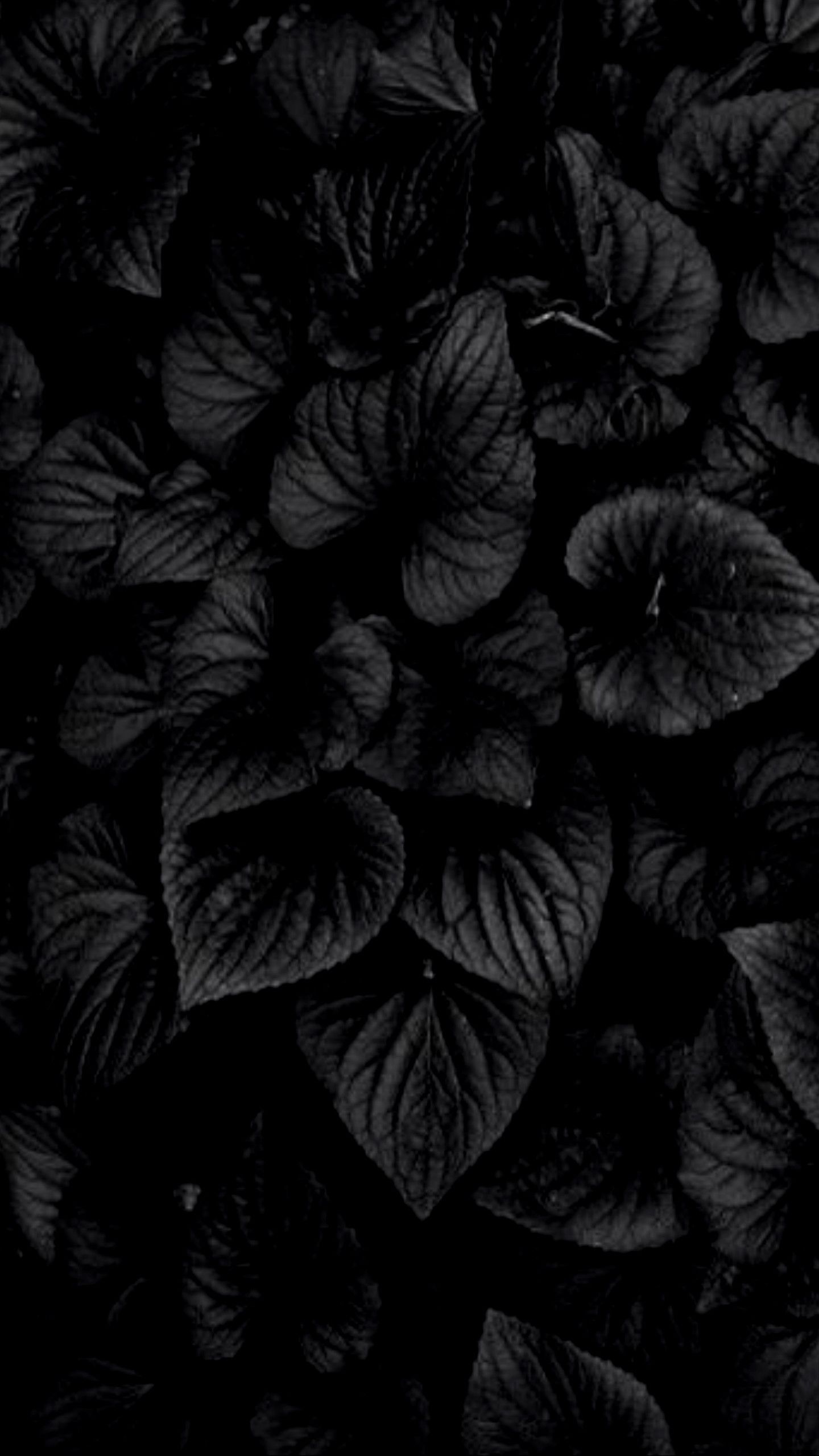 Detail Black Flower Wallpaper Nomer 31