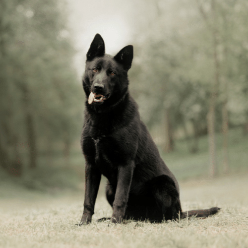 Detail Black German Shepherd Images Nomer 3