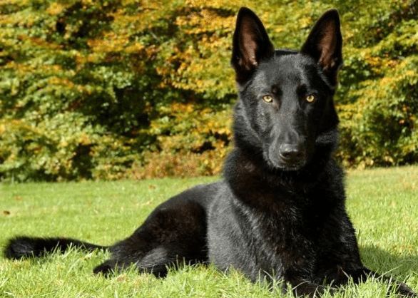 Detail Black German Shepherd Images Nomer 28