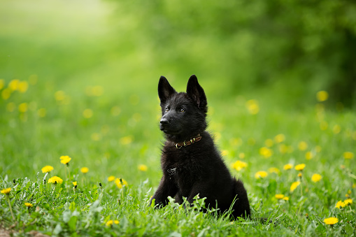 Detail Black German Shepherd Images Nomer 32