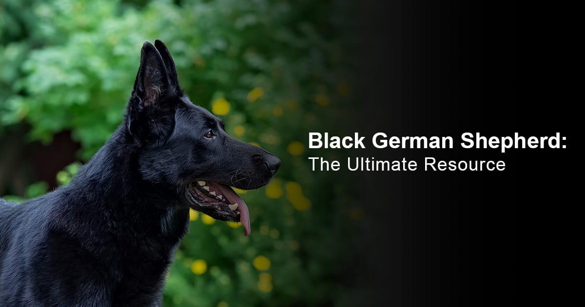 Detail Black German Shepherd Images Nomer 35