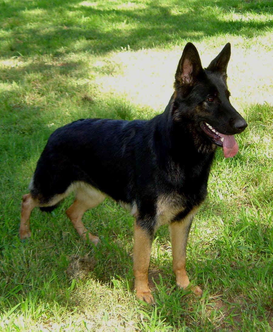 Detail Black German Shepherd Images Nomer 36