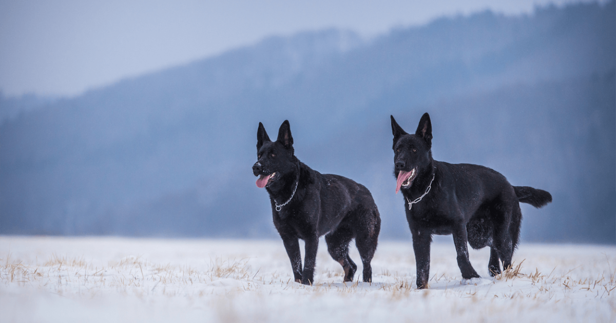 Detail Black German Shepherd Images Nomer 38