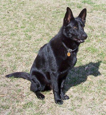 Detail Black German Shepherd Images Nomer 47