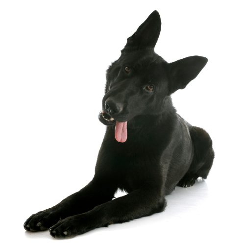 Detail Black German Shepherd Images Nomer 52