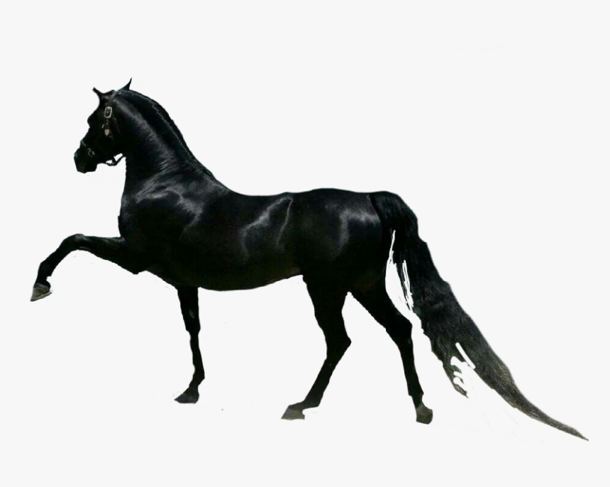 Detail Black Horse Png Nomer 35