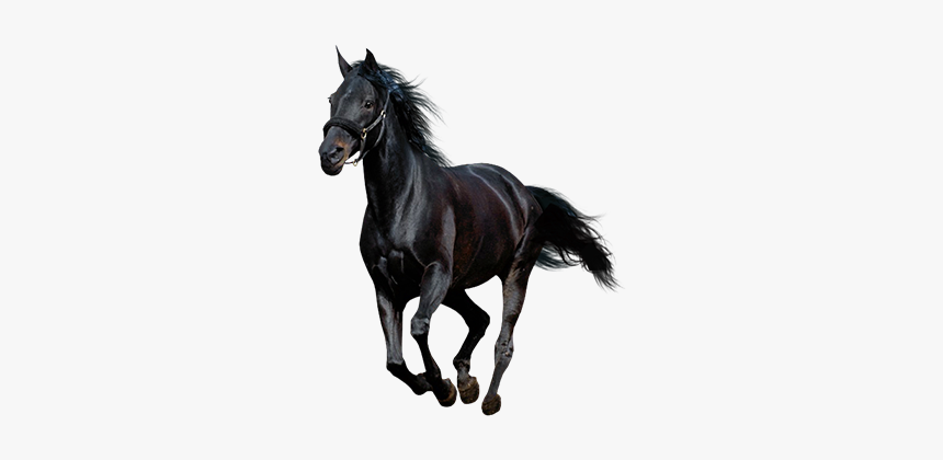 Detail Black Horse Png Nomer 7