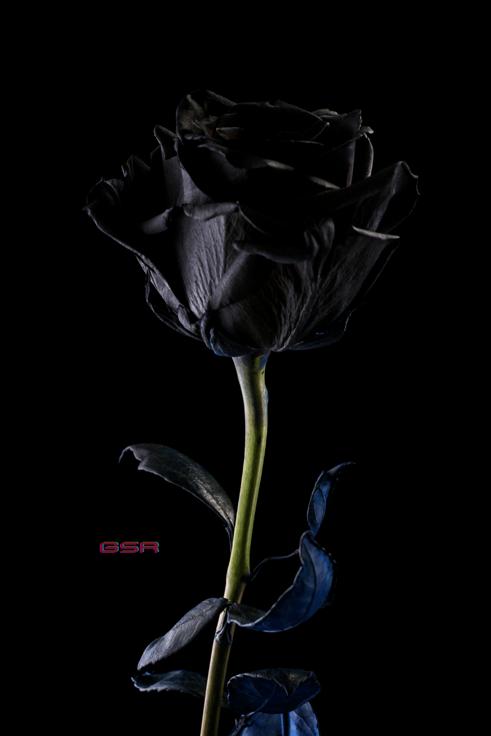 Detail Black Image Download Nomer 38
