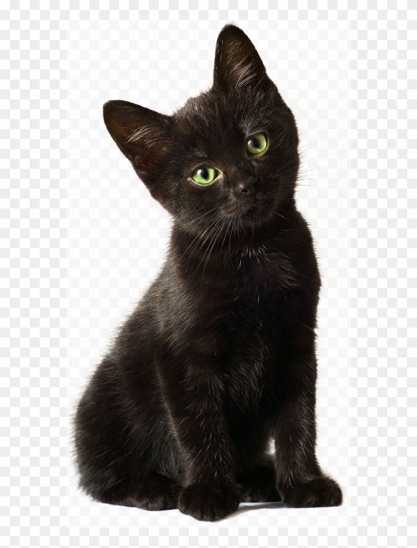 Detail Black Kitten Png Nomer 4
