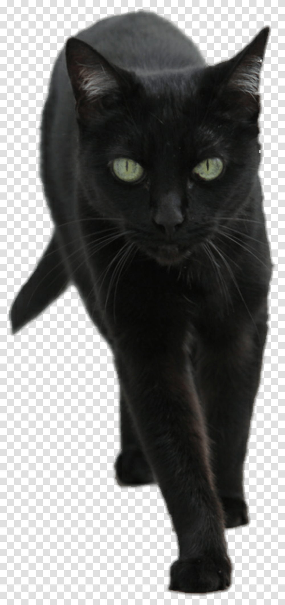 Detail Black Kitten Png Nomer 7