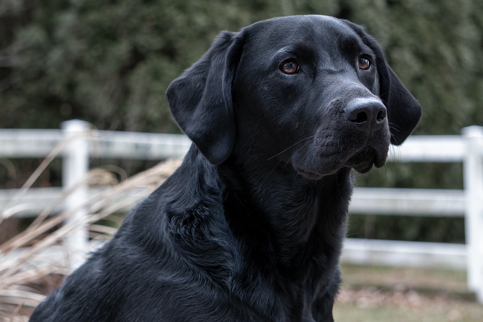 Detail Black Lab Dog Pictures Nomer 13