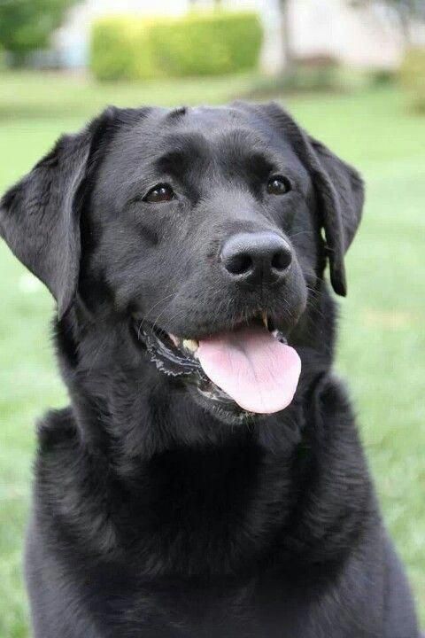 Detail Black Lab Dog Pictures Nomer 17