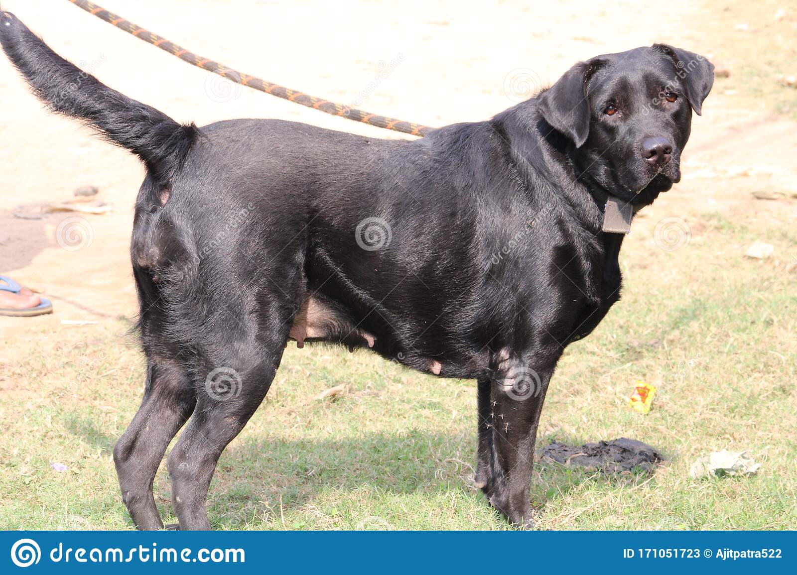 Detail Black Lab Dog Pictures Nomer 48