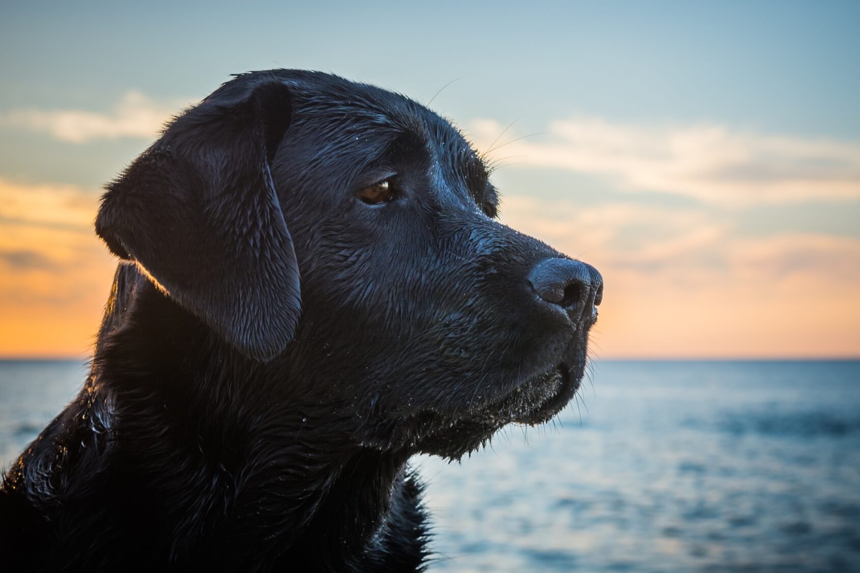 Detail Black Lab Dog Pictures Nomer 9