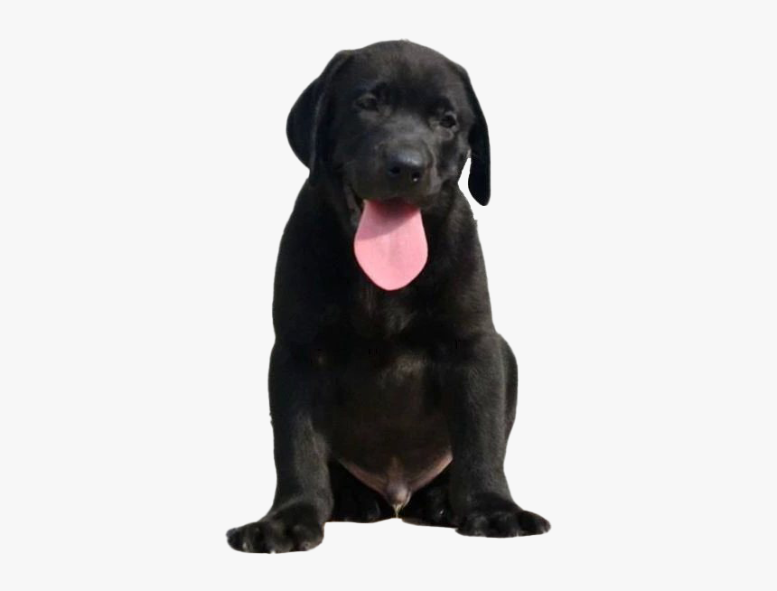 Detail Black Lab Png Nomer 14