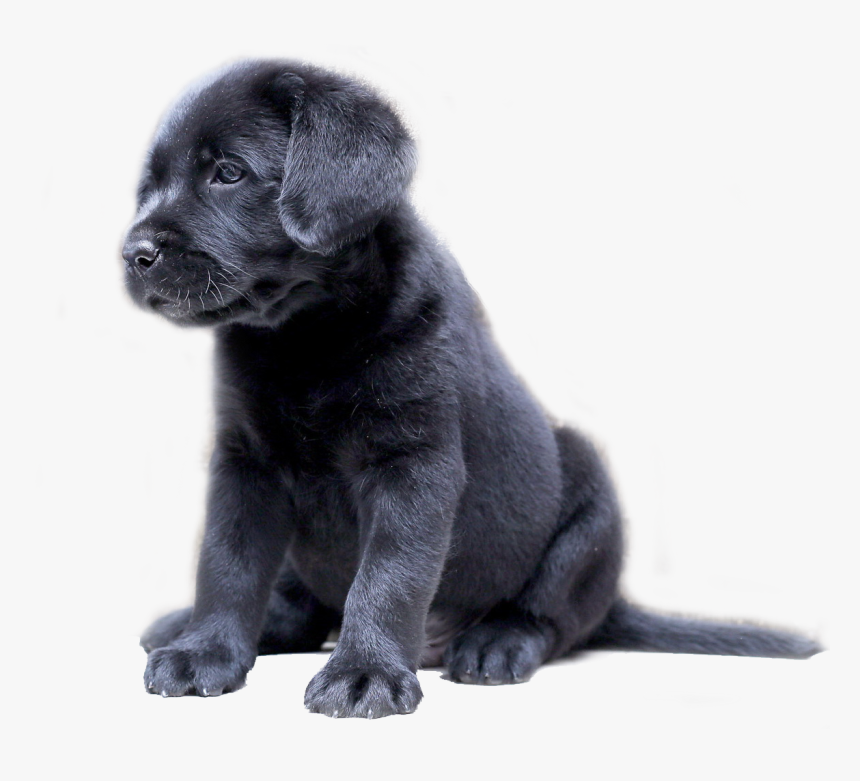 Detail Black Lab Png Nomer 15