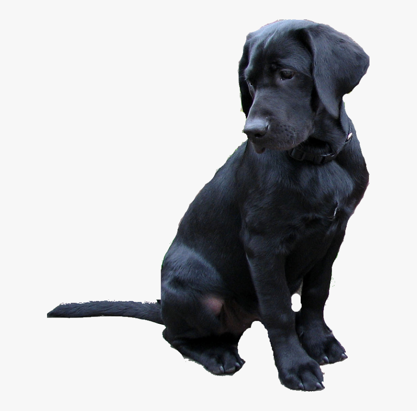 Detail Black Lab Png Nomer 2