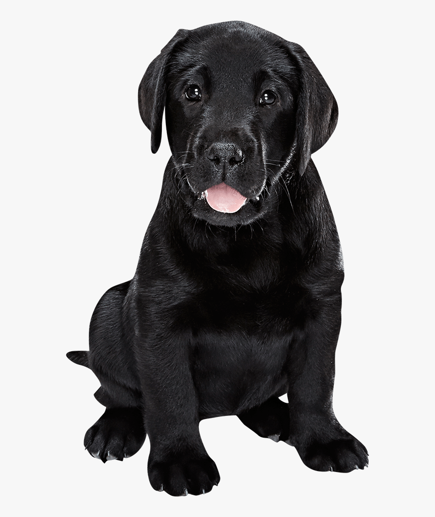 Detail Black Lab Png Nomer 4