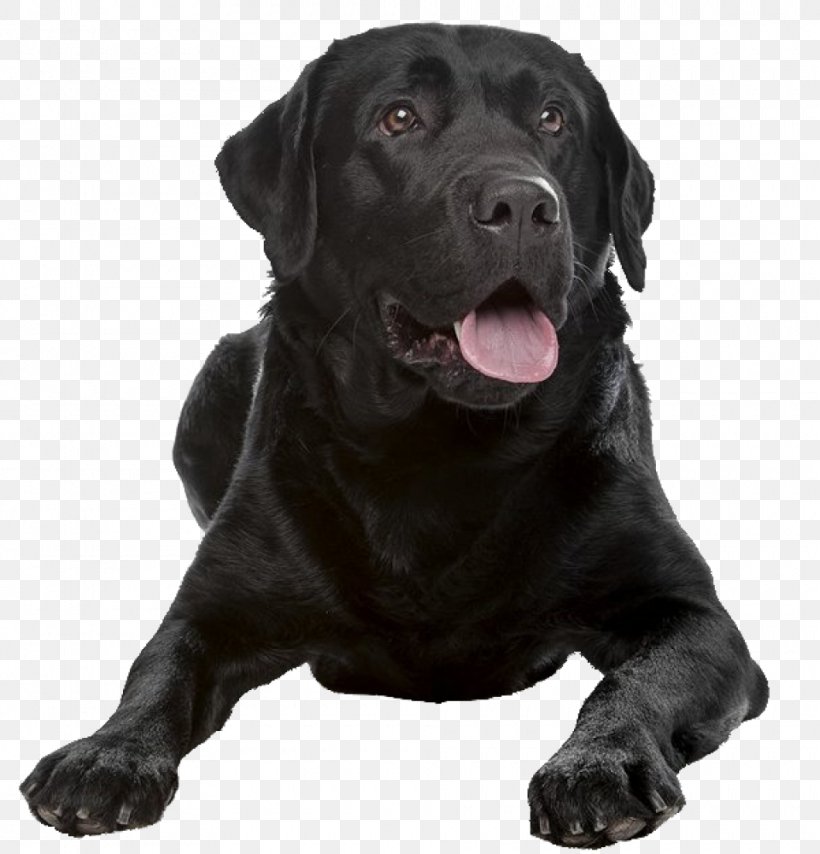 Detail Black Lab Png Nomer 7