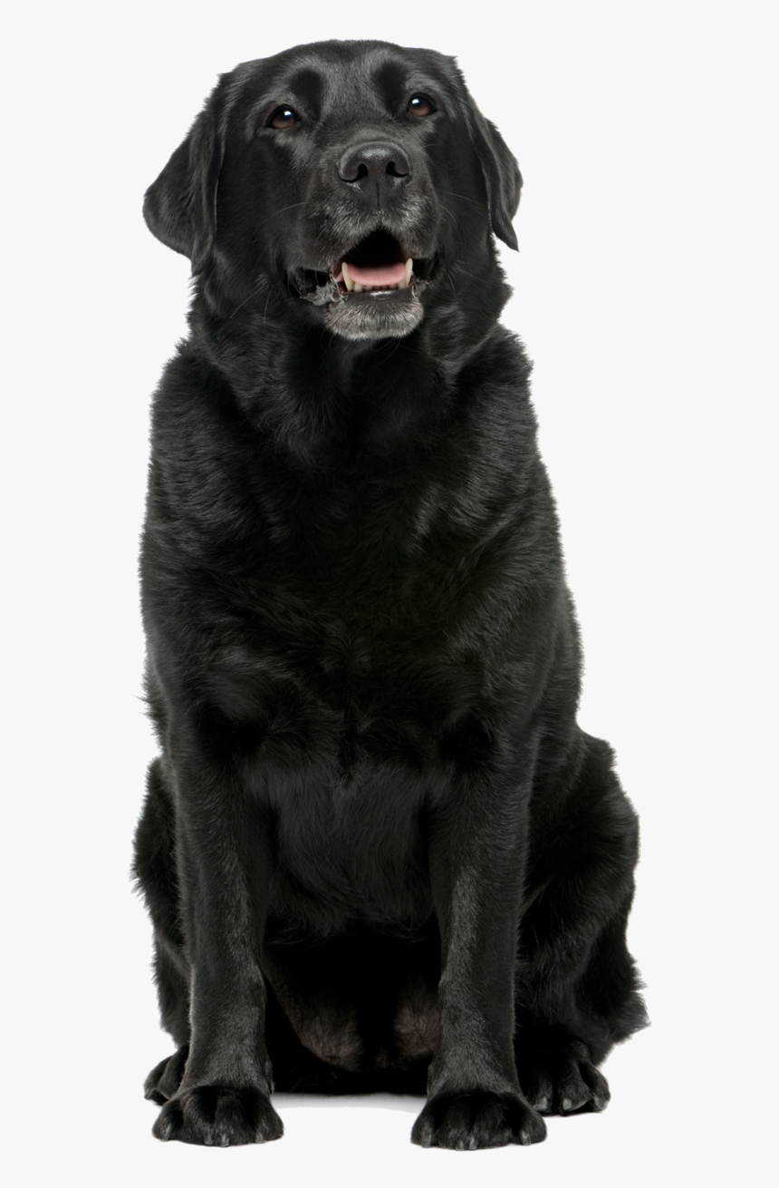 Detail Black Labrador Images Nomer 45