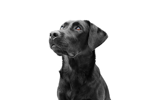 Detail Black Labrador Pictures Free Nomer 2