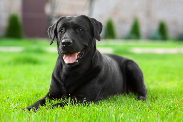 Detail Black Labrador Pictures Free Nomer 11