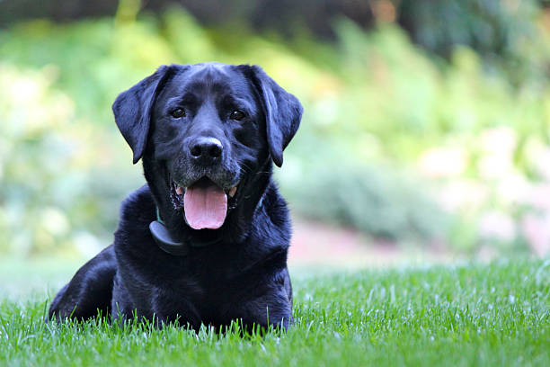 Detail Black Labrador Pictures Free Nomer 12