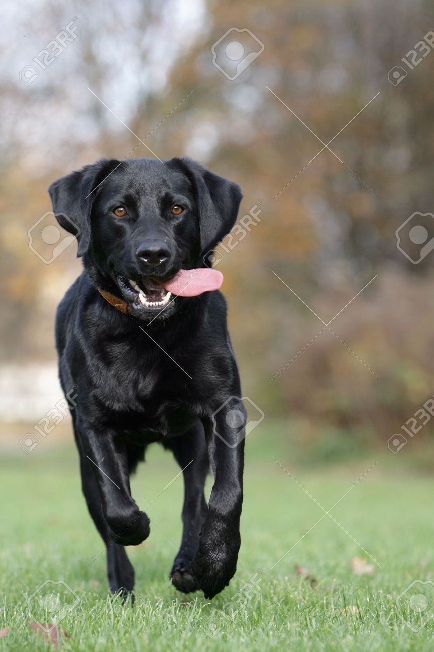 Detail Black Labrador Pictures Free Nomer 17